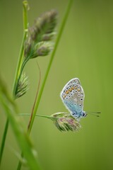 The Common Blue (Plebejus idas) is a species of diurnal butterfly in the blue family