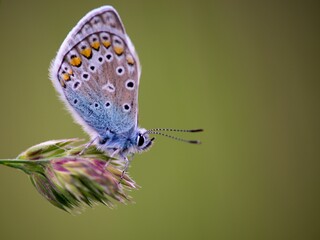 The Common Blue (Plebejus idas) is a species of diurnal butterfly in the blue family