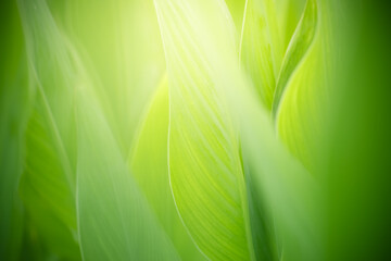 Amazing nature view of green leaf on blurred greenery background in garden and sunlight with copy space using as background natural green plants landscape, ecology, fresh wallpaper concept.
