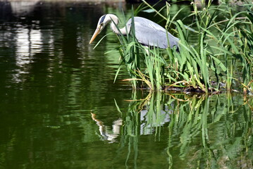 Reiher im Ententeich im Freiburger Stadtgarten