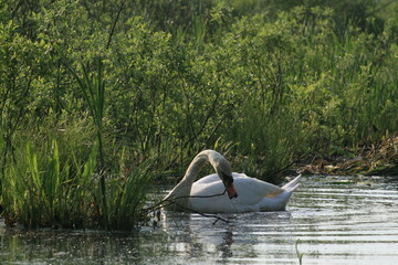 Mute swan (Cygnus olor)  is a species of swan and a member of the waterfowl family Anatidae