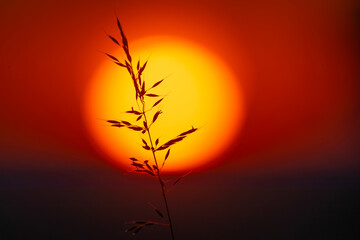 at the end of the day,    field grass at sunset