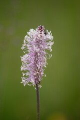 The lanceolata plantain (Plantago lanceolata) is a medicinal herb that has anti-cough properties and has anti-inflammatory and antibiotic effects.