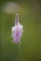 The lanceolata plantain (Plantago lanceolata) is a medicinal herb that has anti-cough properties and has anti-inflammatory and antibiotic effects.