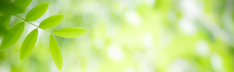 Amazing nature view of green leaf on blurred greenery background in garden and sunlight with copy space using as background natural green plants landscape, ecology, fresh wallpaper concept.