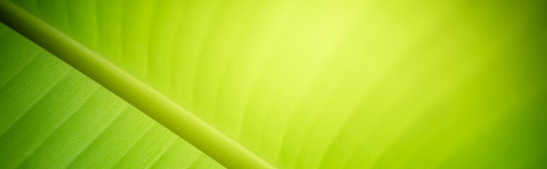 Amazing nature view of green leaf on blurred greenery background in garden and sunlight with copy space using as background natural green plants landscape, ecology, fresh wallpaper concept.