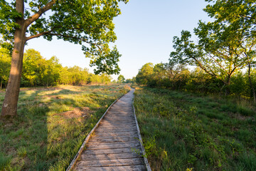 Wooden path in the moor in the morning with a blue sky
