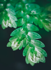 Macro photography of a small green well detailed and with a black background