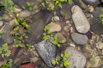 Stones in water with green plants, abstract background, stock photo