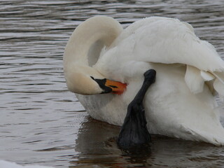 Obraz premium Mute swan (Cygnus olor) is a species of swan and a member of the waterfowl family Anatidae