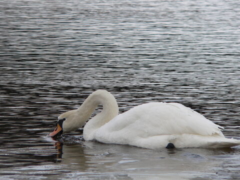Mute swan (Cygnus olor)  is a species of swan and a member of the waterfowl family Anatidae