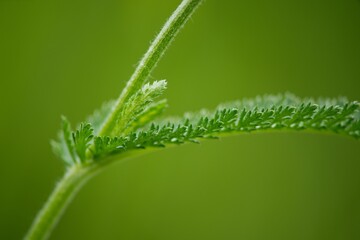Yarrow - Achillea millefolium is considered a magical plant, especially in China. It has long been used in divination with the I Ching, or Book of Changes.