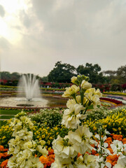 Beautiful Matthiola Incana  commonly known as Hoary Stock blooming in the Mughal Garden and a fountain in the background