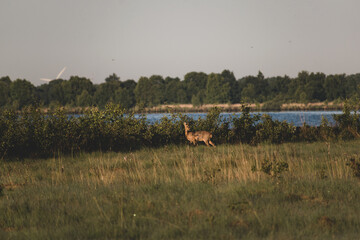 singel deer in the moor