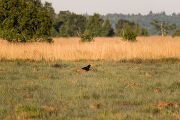 wild crow in the meadow