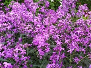 Obraz premium beautiful pink garden flowers