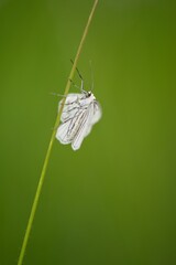 butterfly on leaf