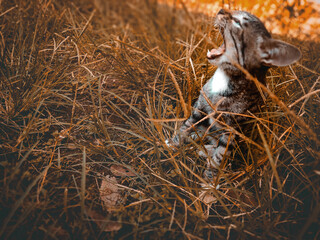 edited Cat in the grass