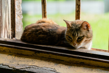 The cat is lying on an old window of a stone building with metal bars and looks into the room