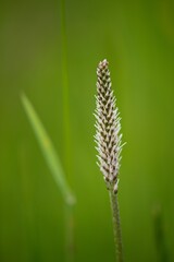 The lanceolata plantain (Plantago lanceolata) is a medicinal herb that has anti-cough properties and has anti-inflammatory and antibiotic effects.