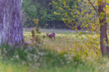 roe deer in the wild