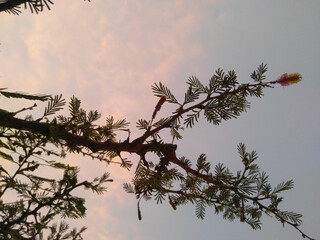 tree branches against the sky