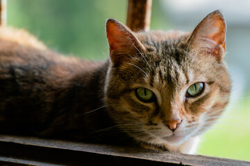 The cat is lying on an old window of a stone building with metal bars and looks sweetly at the camera