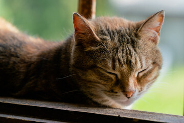 A cat lies with its eyes closed on an old window of a stone building with metal bars