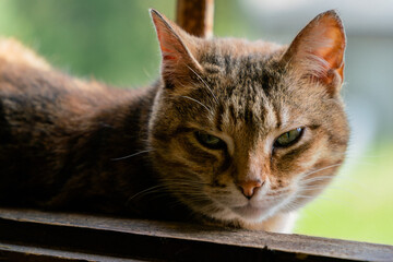 The cat is lying on an old window of a stone building with metal bars and squinting at the camera
