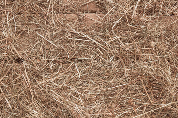 Dry hay is lying on old dry boards