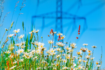 Flowering meadow with summer flowers  and grass against electricity pylons  and blue sky. Selective focus