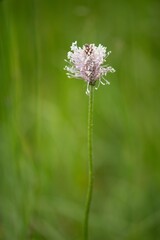 The lanceolata plantain (Plantago lanceolata) is a medicinal herb that has anti-cough properties...