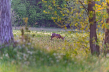 roe deer in the wild