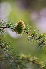 close up of pine cones