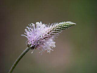 The lanceolata plantain (Plantago lanceolata) is a medicinal herb that has anti-cough properties and has anti-inflammatory and antibiotic effects.