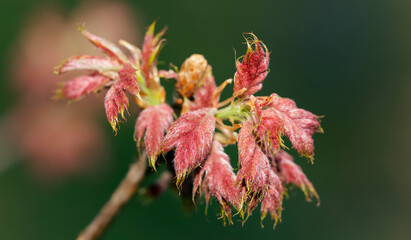 Young oak tree blooming in the first spring leaves