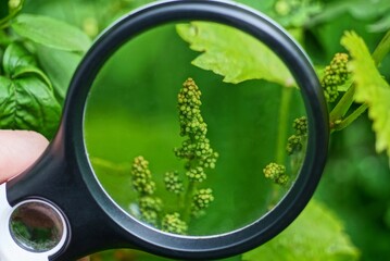 black magnifier in hand increases small green grapes on a branch with leaves in the garden