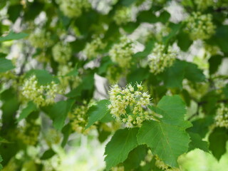 Blossom linden outdoor with sun. Close-up
