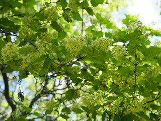 Fototapeta na wymiar Blossom linden outdoor with sun. Close-up