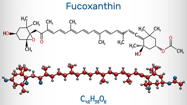 Fucoxanthin, C42H58O6, xanthophyll molecule. It has anticancer, anti-diabetic, anti-oxidative, neuroprotective properties. Structural chemical formula and molecule model