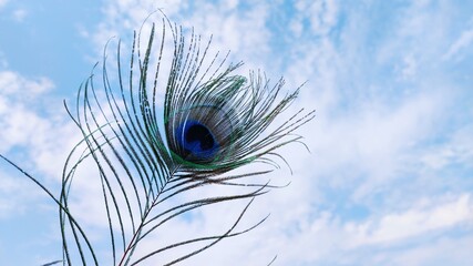 Close view of single peacock feather with cloudy sky background
