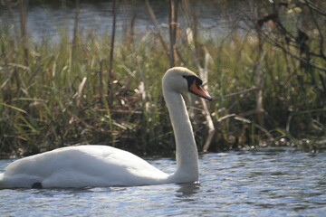 Mute swan (Cygnus olor)  is a species of swan and a member of the waterfowl family Anatidae