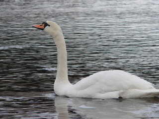 Mute swan (Cygnus olor)  is a species of swan and a member of the waterfowl family Anatidae