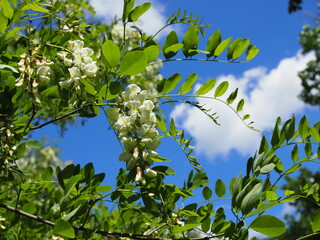 Blooming acacia tree with white flowers and blue sky in the sunny spring