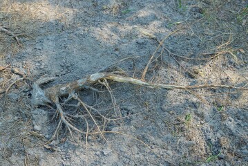 one big brown root in gray sand in nature