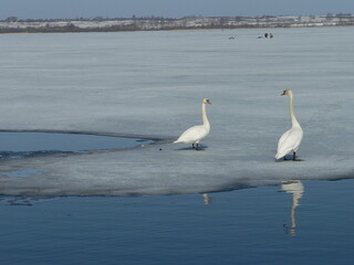 Mute swan (Cygnus olor)  is a species of swan and a member of the waterfowl family Anatidae