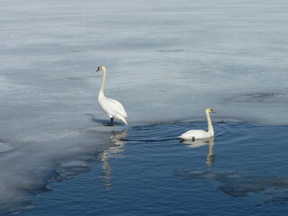 Mute swan (Cygnus olor)  is a species of swan and a member of the waterfowl family Anatidae