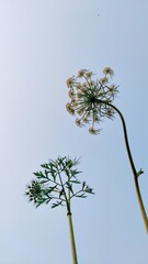 Blossomed carrot crop flowers with blue sky