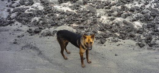 Lonely dog walking on muddy sand beach in South of Thailand