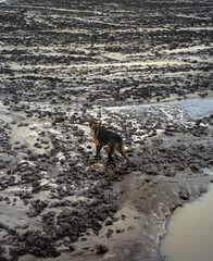 Lonely dog walking on muddy sand beach in South of Thailand